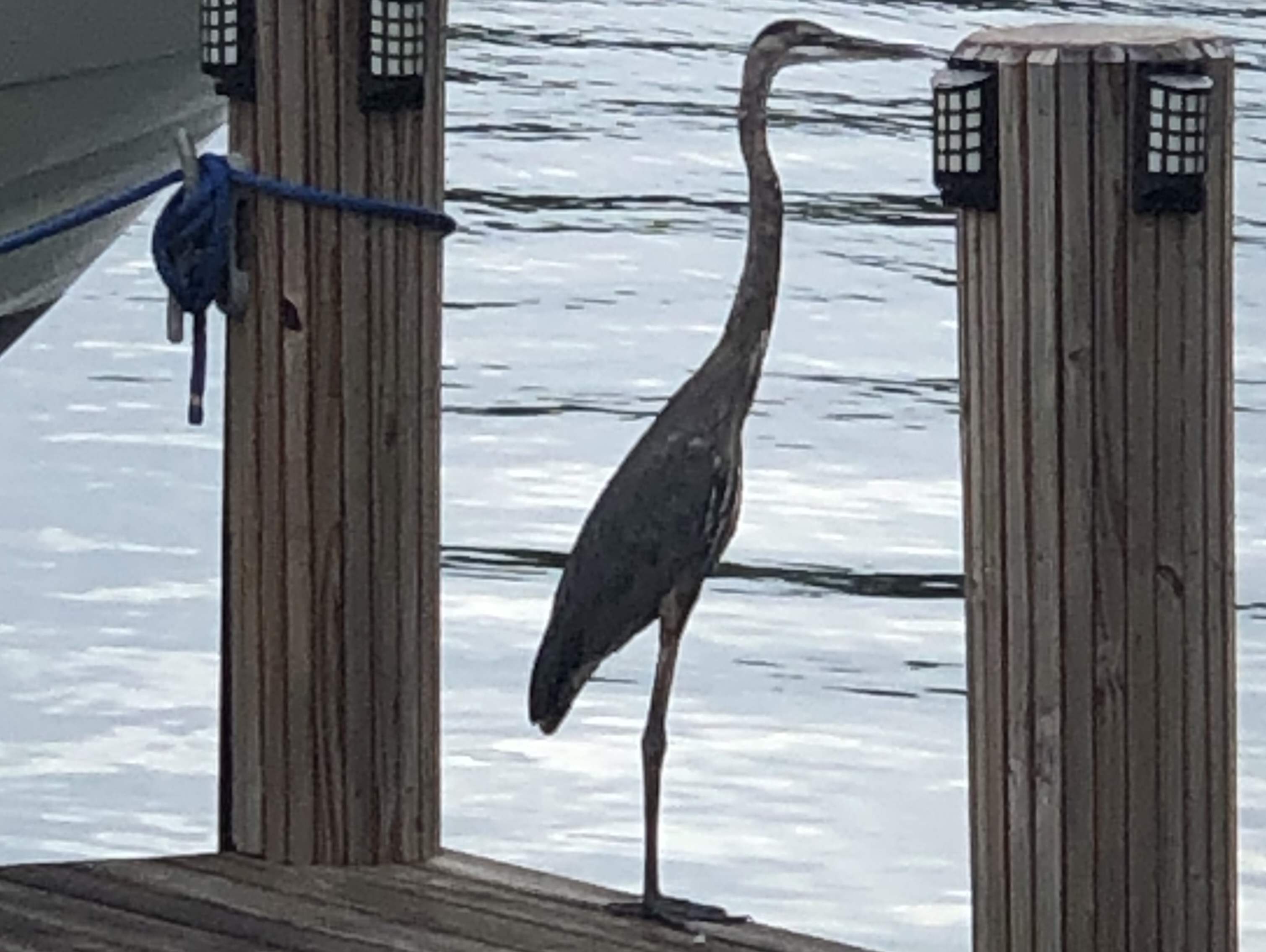 Bird by the dock