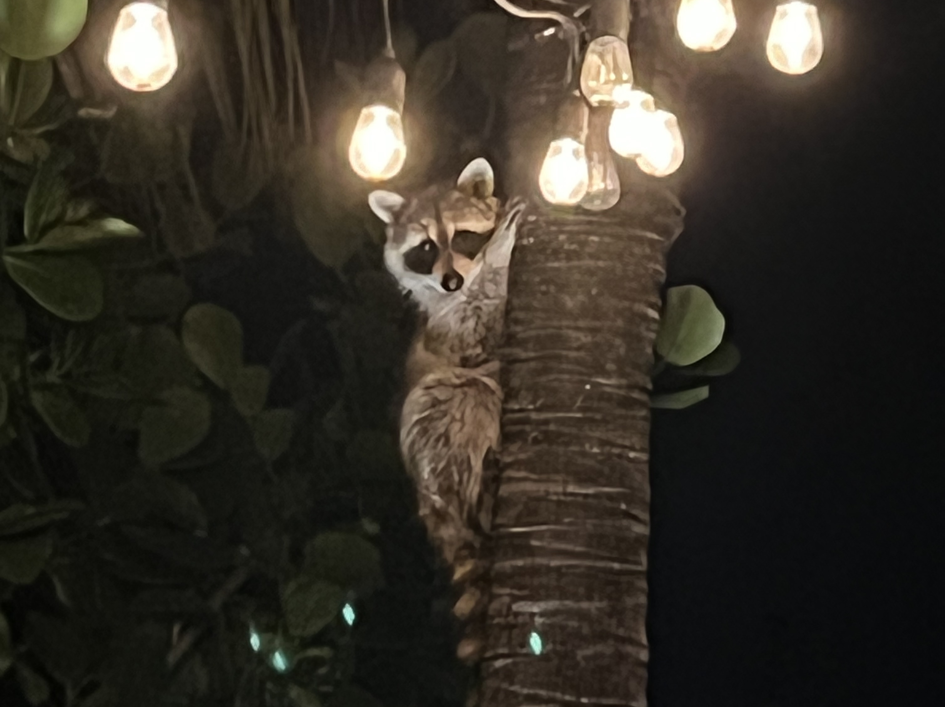 Racoon in the tree